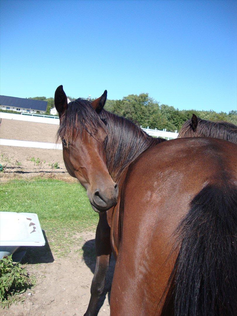 DSP LGM Bonwii (solgt) billede 13