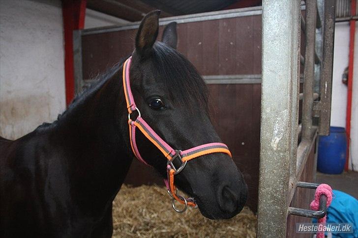 DSP Starhorse Fatima billede 14