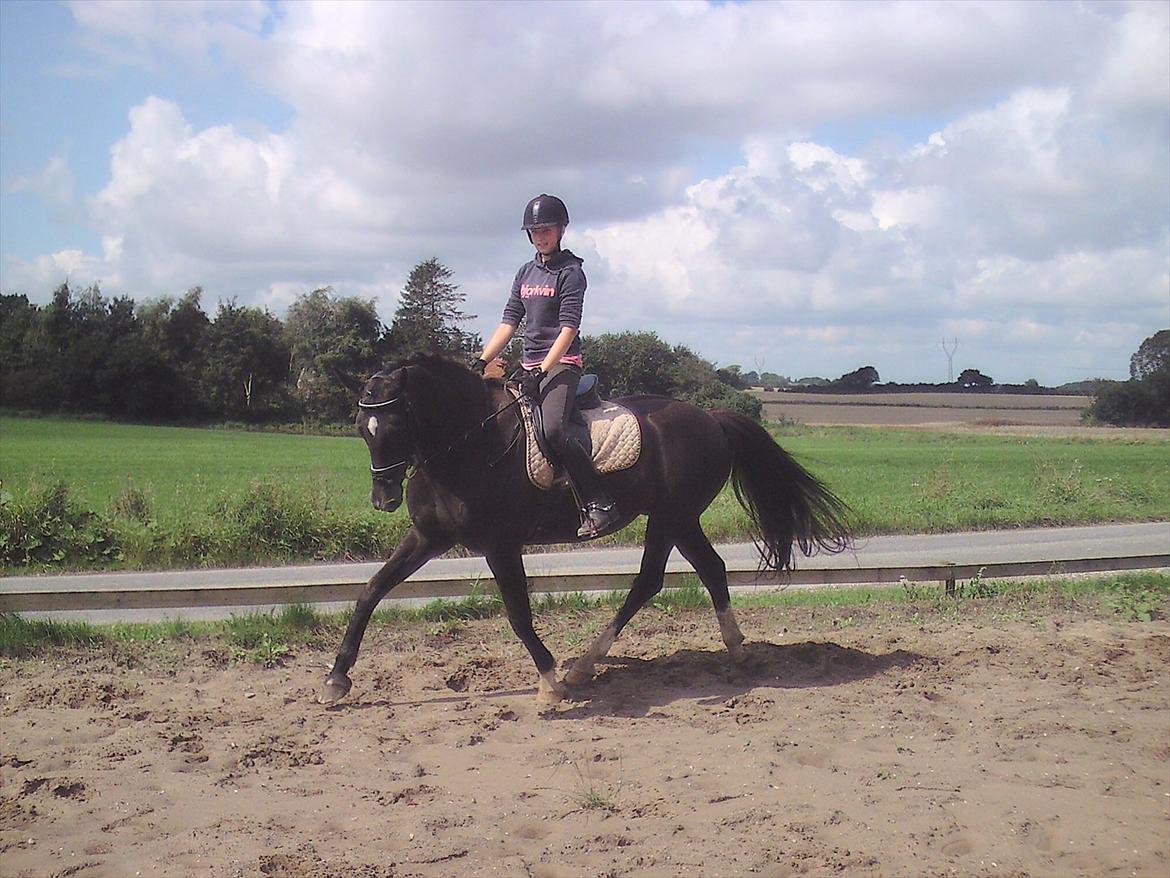 Oldenborg Nørrelunds Casiopaya - lidt drssur :D billede 1