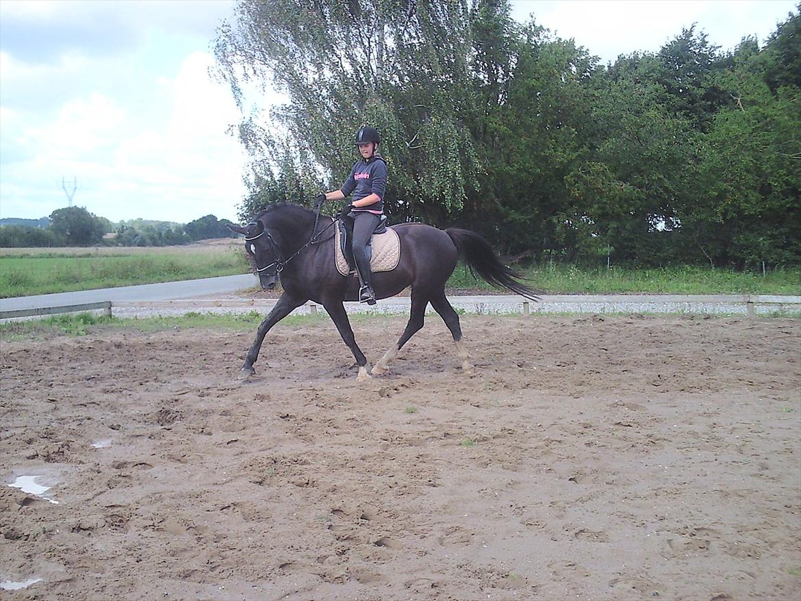 Oldenborg Nørrelunds Casiopaya billede 10