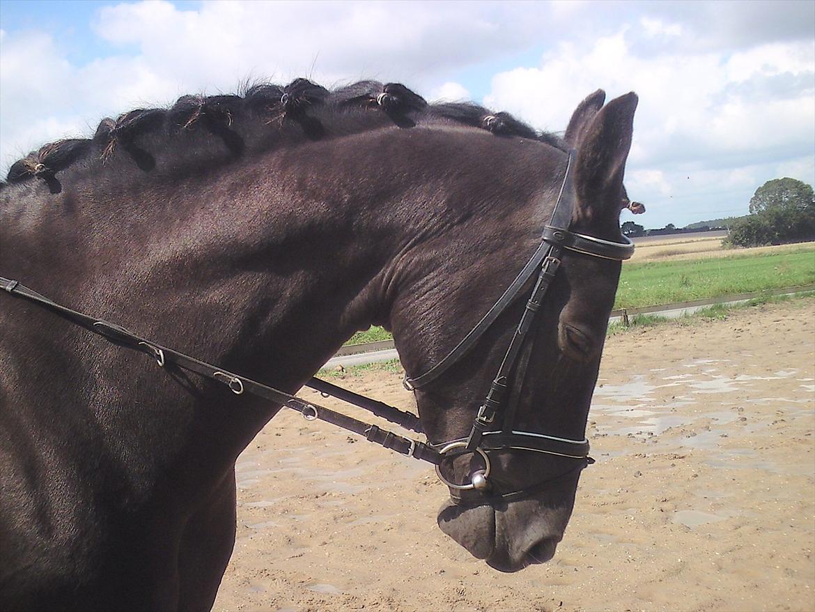 Oldenborg Nørrelunds Casiopaya billede 11