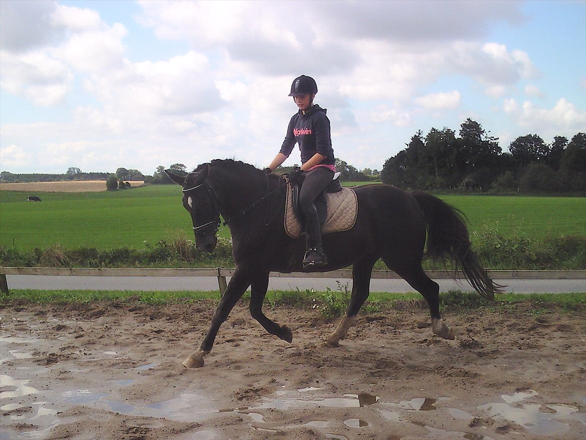 Oldenborg Nørrelunds Casiopaya billede 12