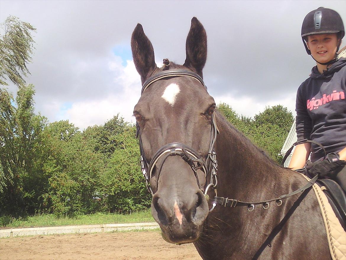 Oldenborg Nørrelunds Casiopaya billede 13