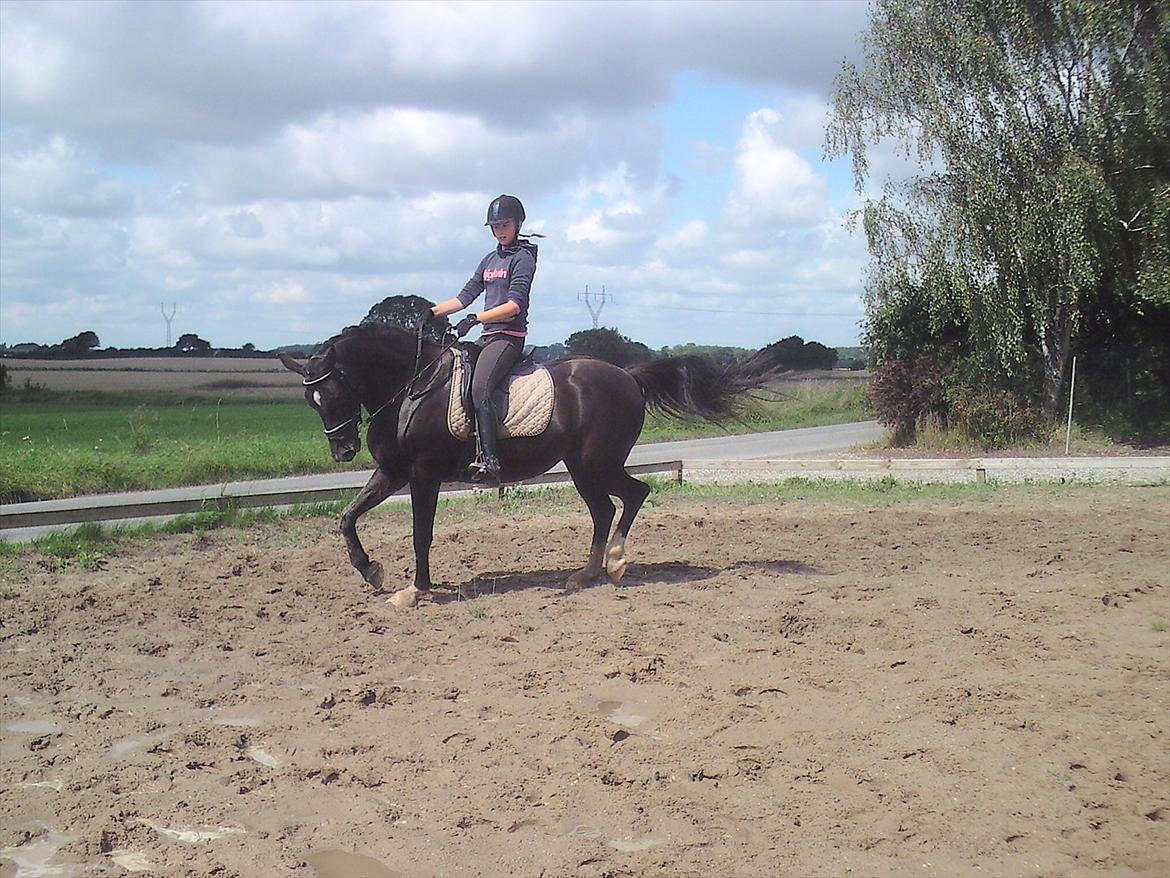 Oldenborg Nørrelunds Casiopaya billede 14