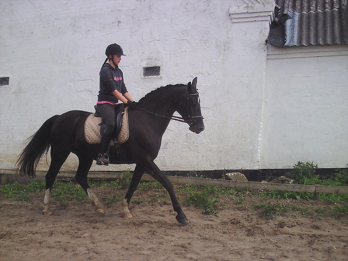 Oldenborg Nørrelunds Casiopaya billede 15