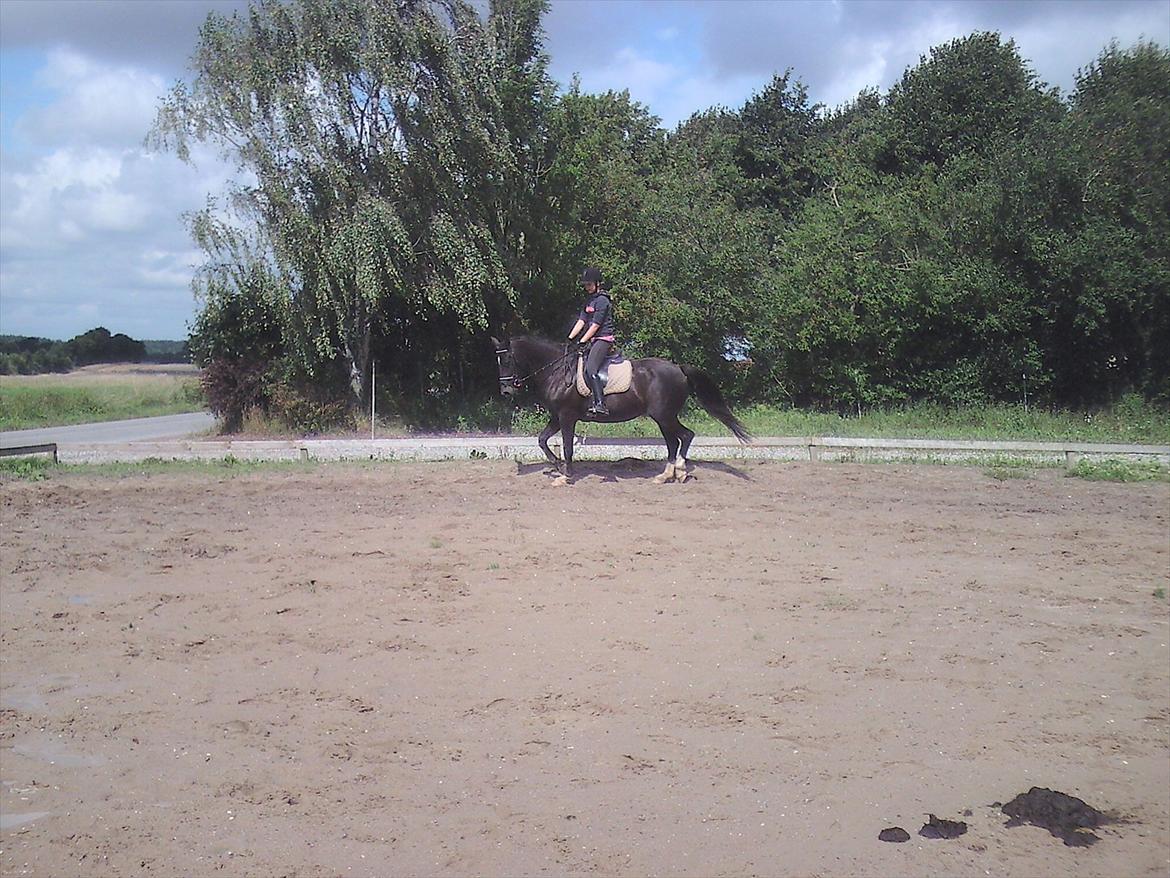 Oldenborg Nørrelunds Casiopaya billede 16