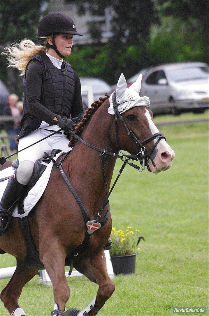 New Forest MISTY - Distriktsmesterskab 2011. billede 15