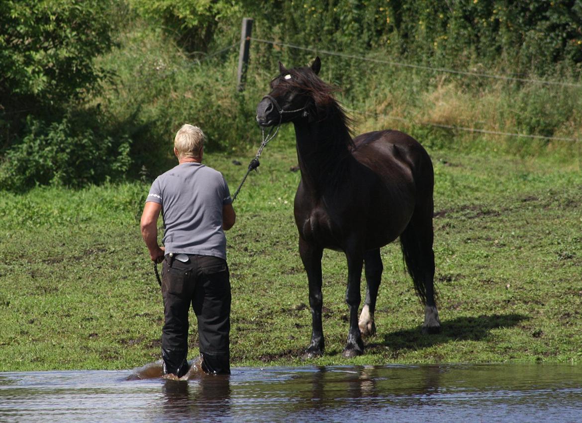 Welsh Cob (sec D) Åvangs Chess billede 12