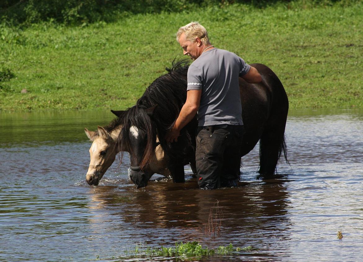 Welsh Cob (sec D) Åvangs Chess billede 1