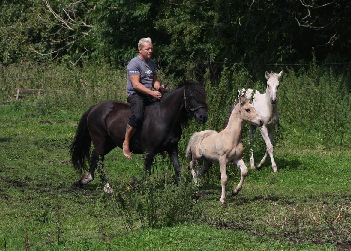 Welsh Cob (sec D) Åvangs Chess billede 14