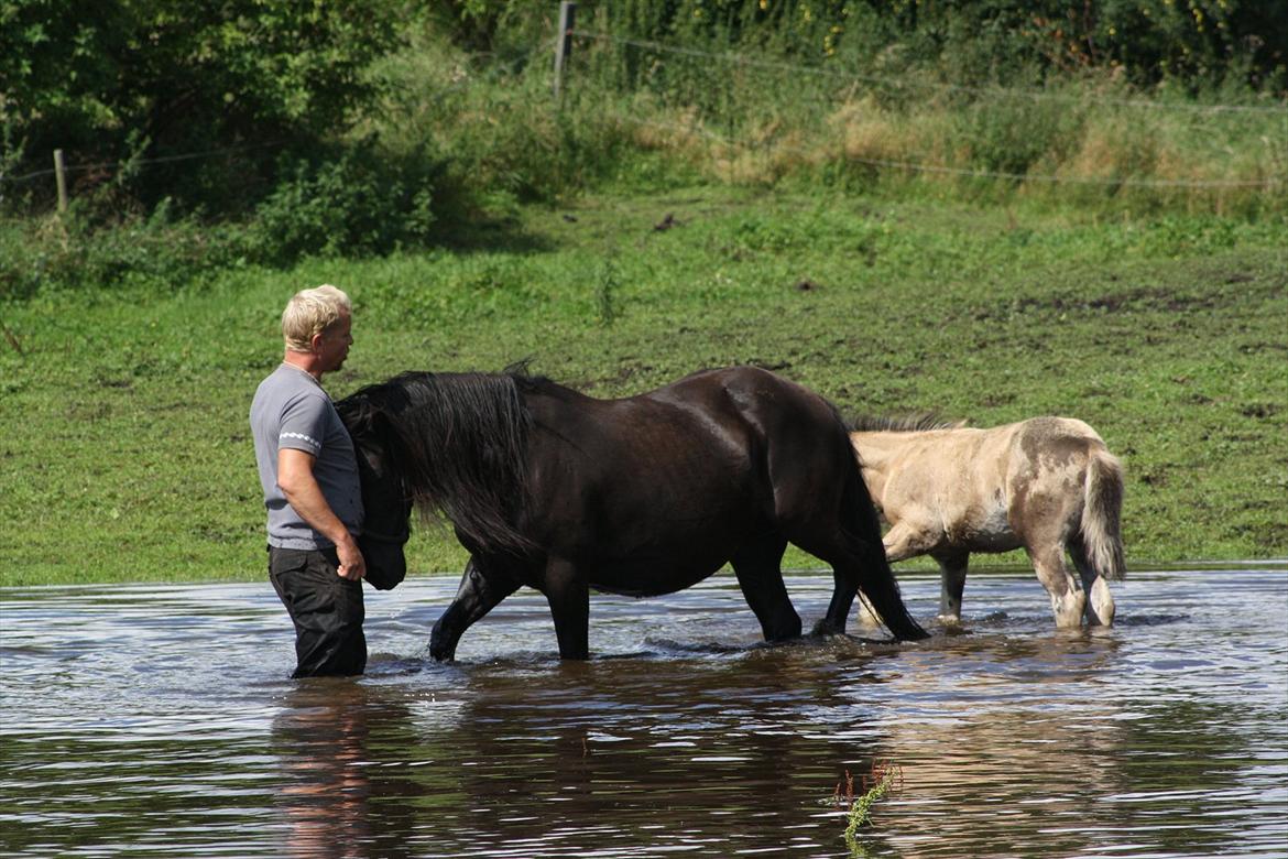 Welsh Cob (sec D) Åvangs Chess billede 5