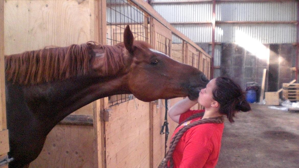 Dansk Varmblod Limone - " The flower that blooms in adversity is the most rare and beautiful of all " billede 8