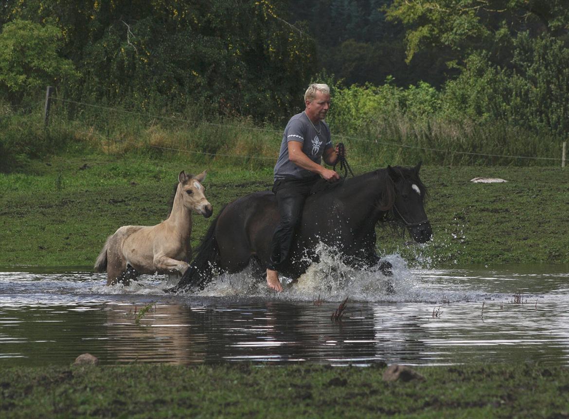 Welsh Cob (sec D) Åvangs Chess billede 3