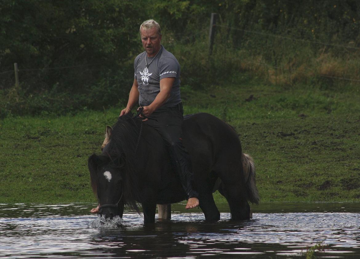 Welsh Cob (sec D) Åvangs Chess billede 20