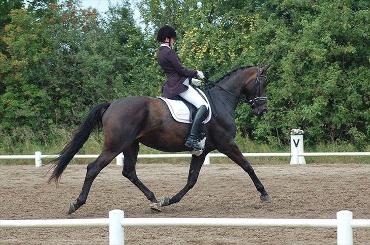 Dansk Varmblod Alinea Lindebjerg - Stævne på Noa 14/8-11. Taget af Cindy Faber :) billede 17