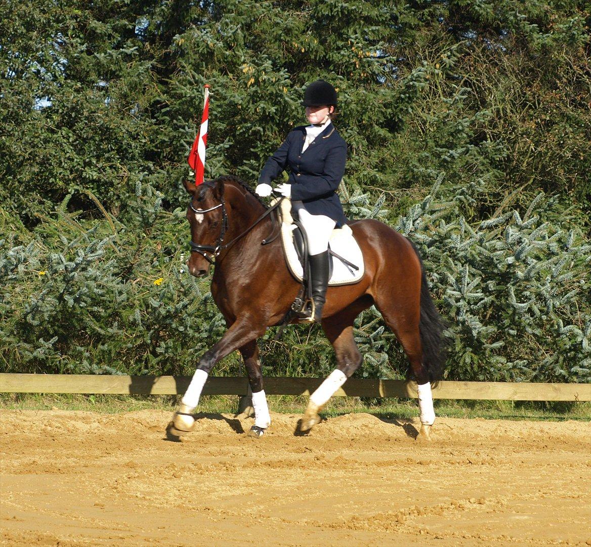 Dansk Varmblod Ocean - Stævne BRIK
Foto Christina Lauridsen billede 8