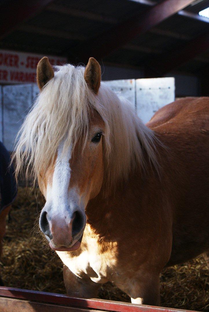 Haflinger Nemo Soldal - Nemo i løsdrift på Dansbjerg

  billede 2