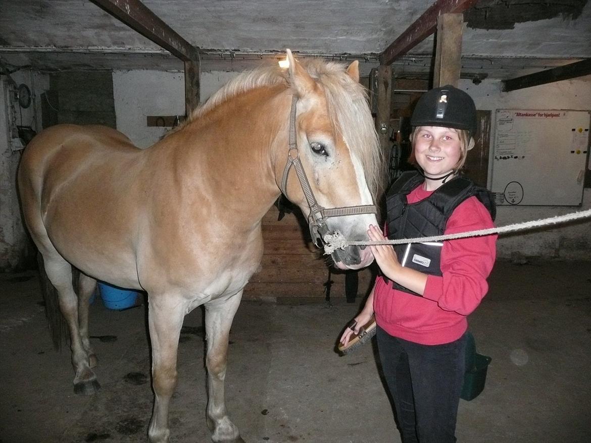 Haflinger Nemo Soldal - Første jeg så Nemo tæt på... billede 3