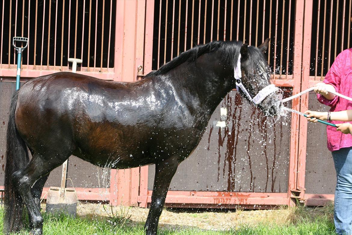 Welsh Pony (sec B) Pandarosa Cloe *SOLGT* - Cloe med hendes bedsteven, VANDSLAGEN!:D billede 1