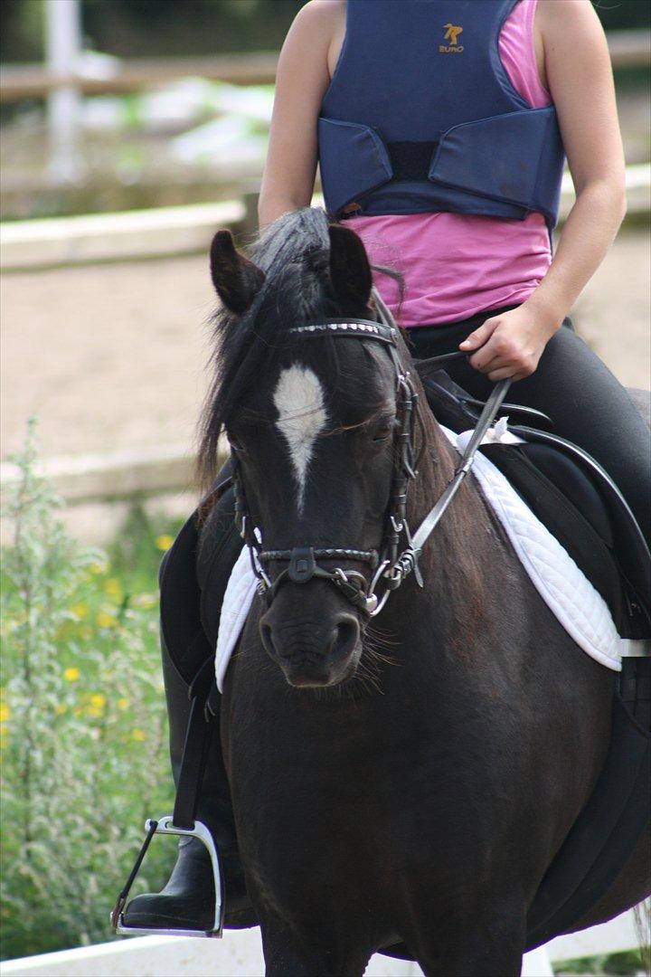 Welsh Pony (sec B) Pandarosa Cloe *SOLGT* - Den smukkeste *trumle* I verden! billede 2