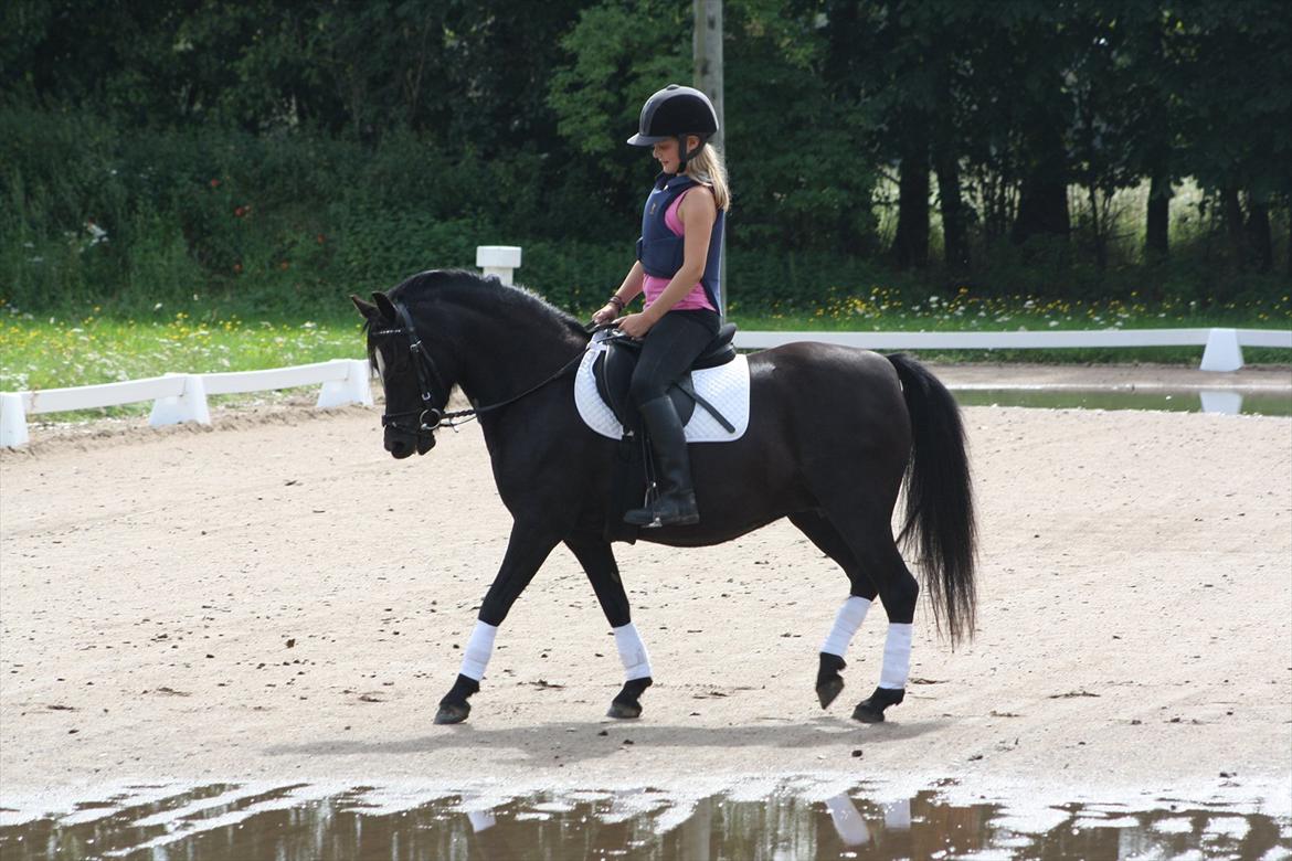 Welsh Pony (sec B) Pandarosa Cloe *SOLGT* - Er det fint nok?;) billede 3