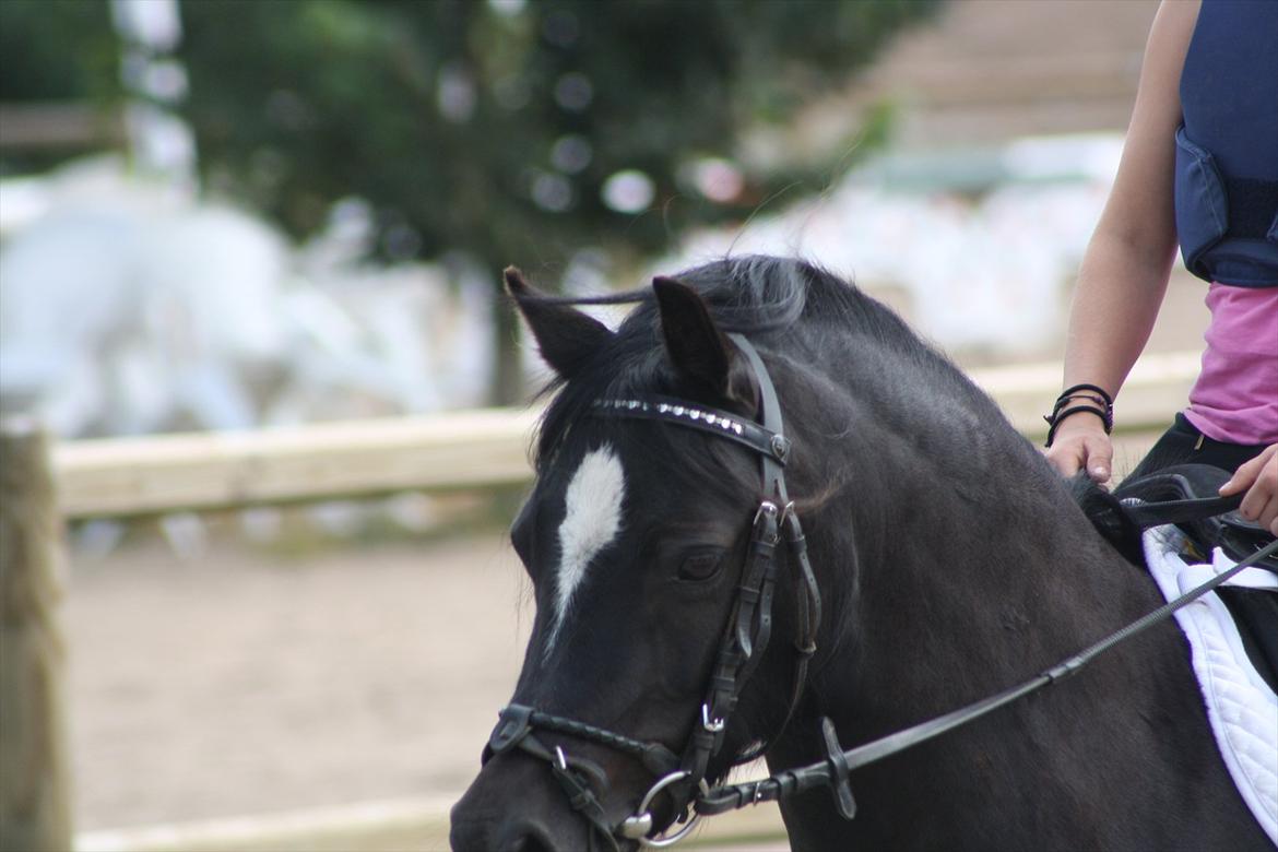 Welsh Pony (sec B) Pandarosa Cloe *SOLGT* - Nysgerrig? billede 4