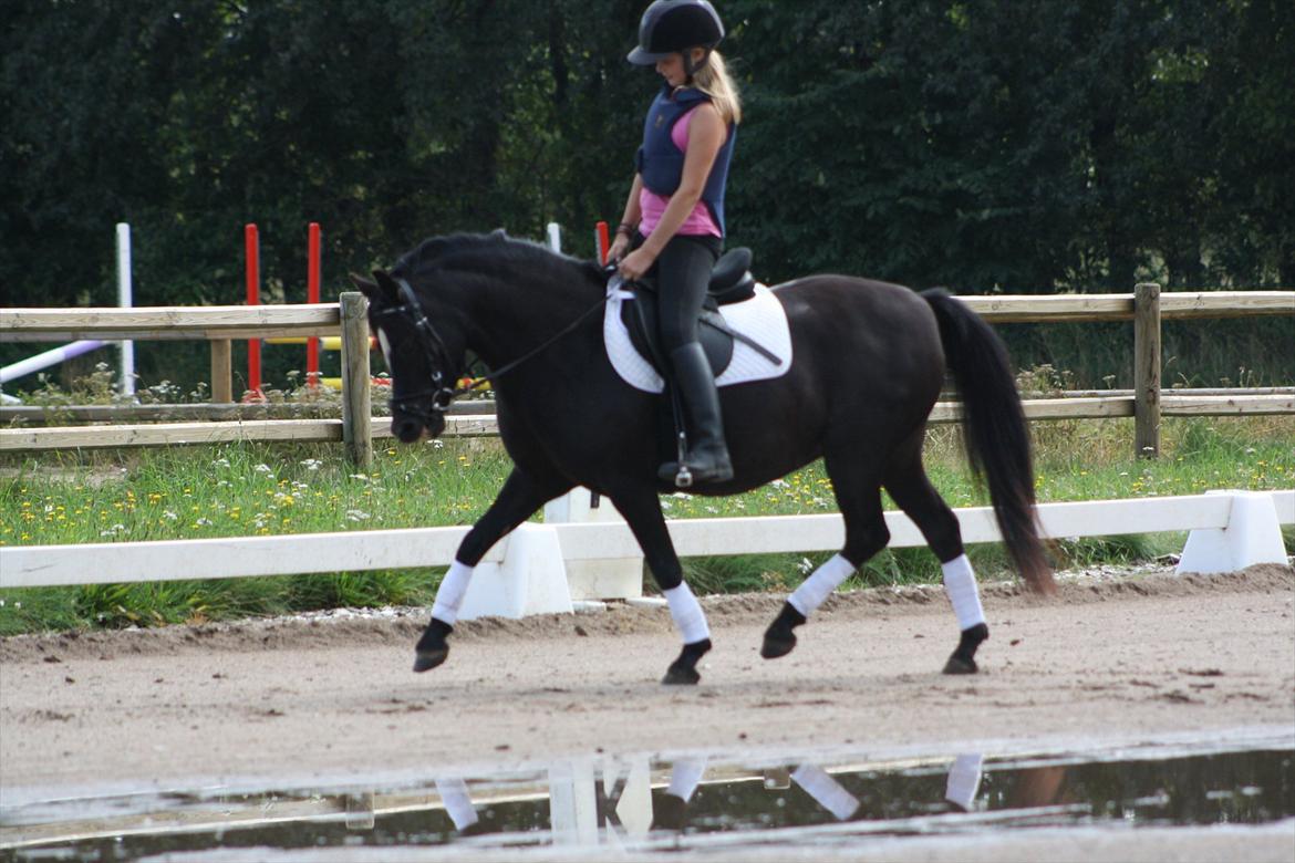 Welsh Pony (sec B) Pandarosa Cloe *SOLGT* - første gang med anden rytter end mig, efter hun er kommet her over:) dygtig hyp! billede 5