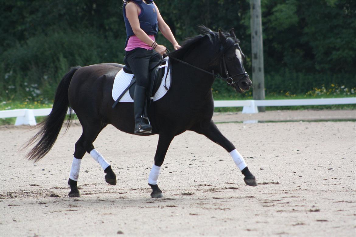 Welsh Pony (sec B) Pandarosa Cloe *SOLGT* - Waow!:D Lidt ovenud, men ellers WAOW!:D billede 6