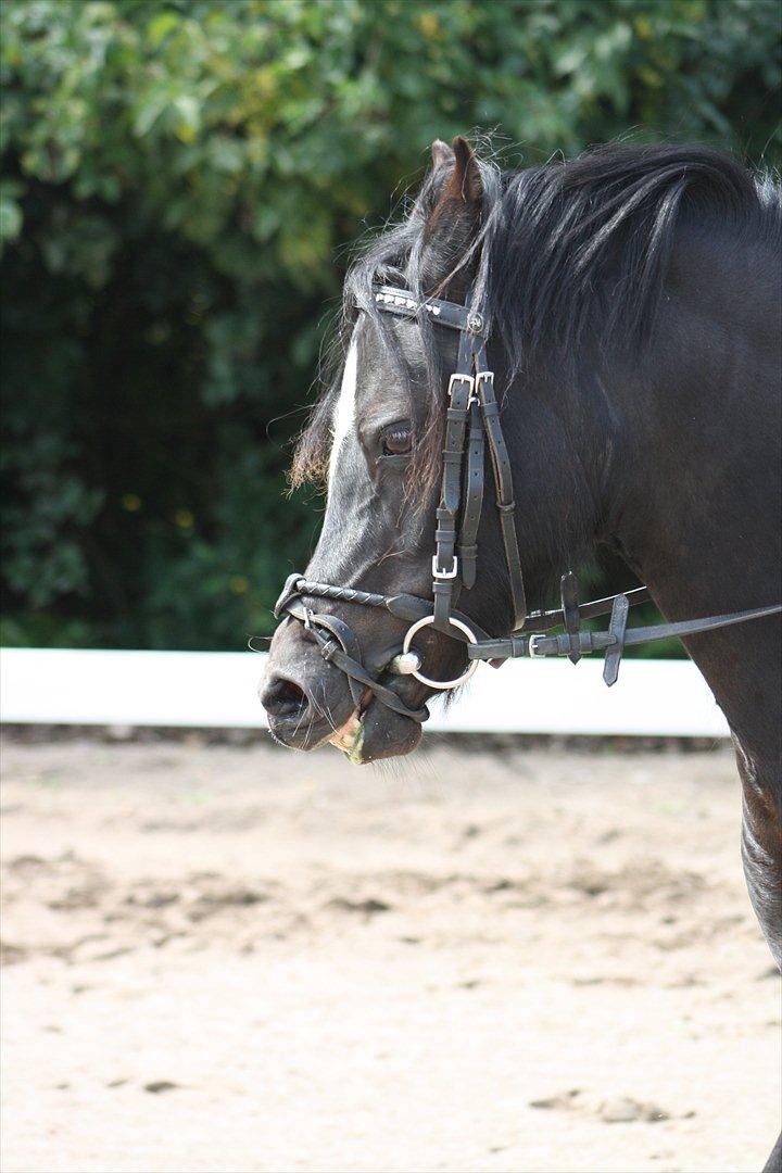 Welsh Pony (sec B) Pandarosa Cloe *SOLGT* - SMIL GRØNT?:D billede 7