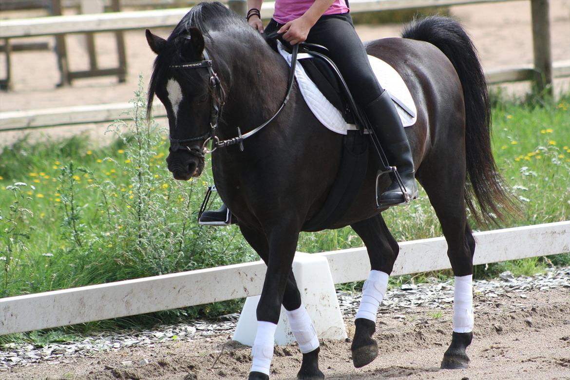 Welsh Pony (sec B) Pandarosa Cloe *SOLGT* - Det der udstråling ik? det er noget Cloe har helt på plads:) billede 8