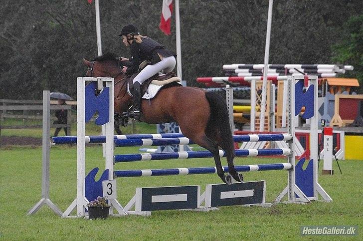 Anden særlig race Pilgaards Kiwi billede 15