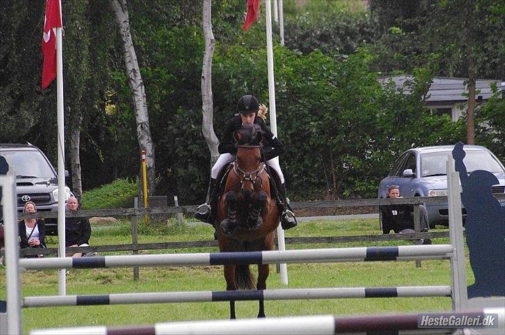 Anden særlig race Pilgaards Kiwi - grenaa Mb** billede 16