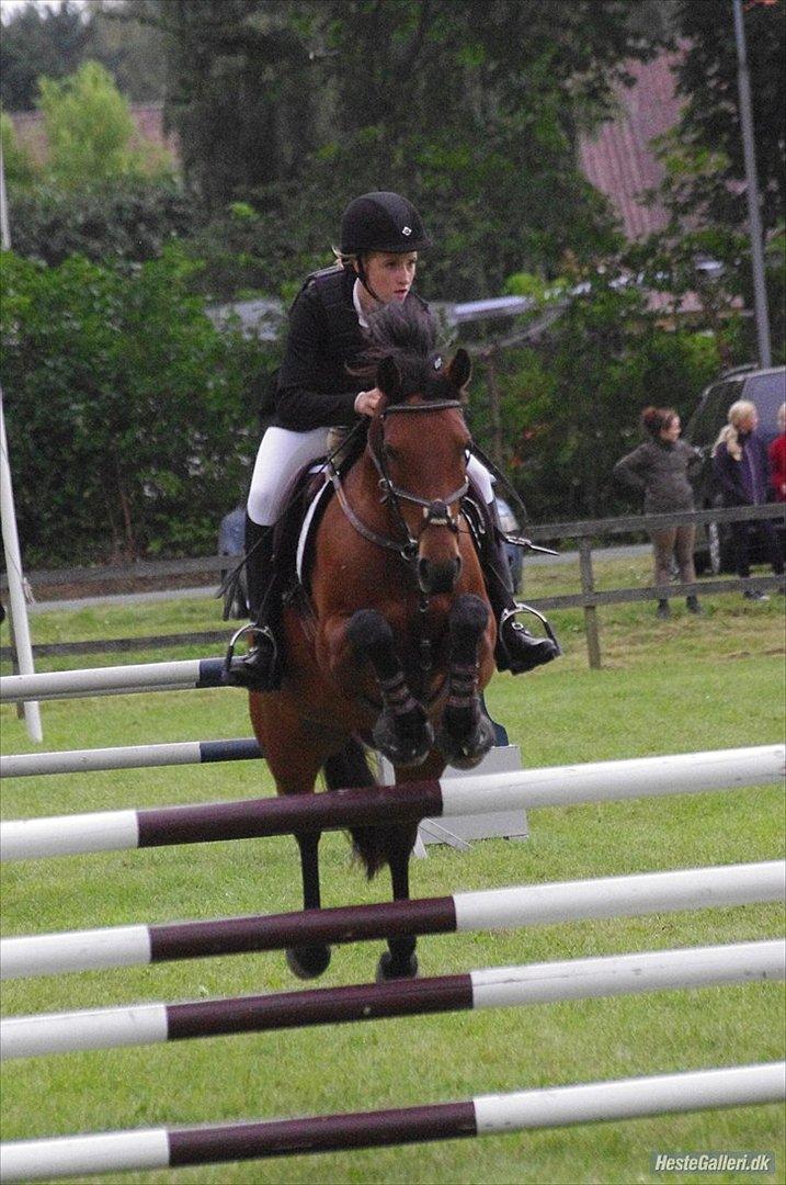 Anden særlig race Pilgaards Kiwi billede 7