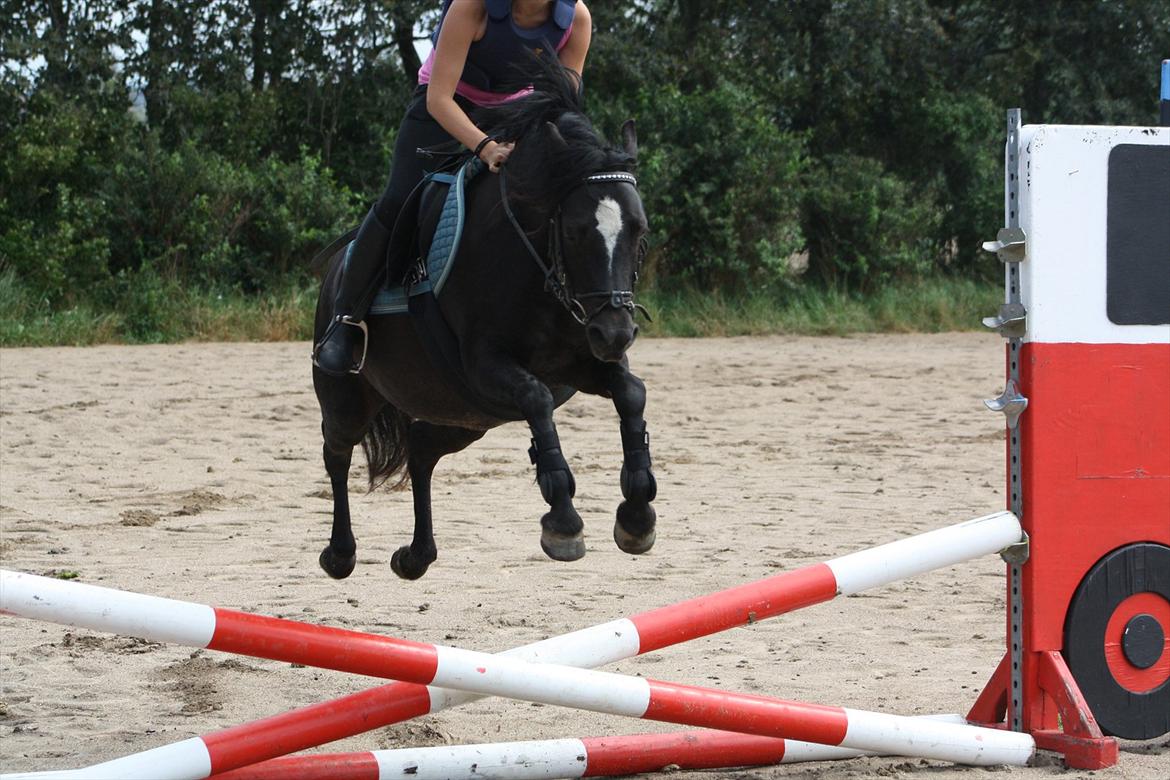Welsh Pony (sec B) Pandarosa Cloe *SOLGT* - Hop!:) første gang udendørs:)
 billede 9