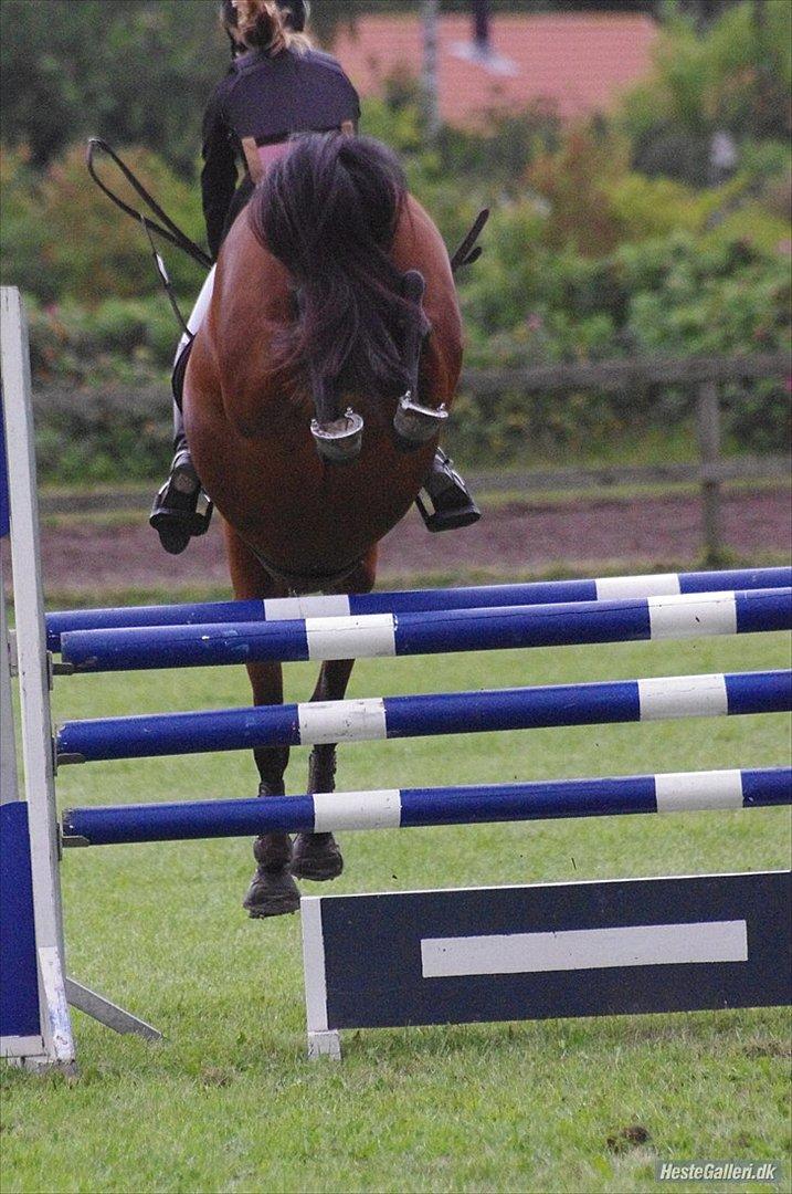 Anden særlig race Pilgaards Kiwi - Bagben' ! billede 5