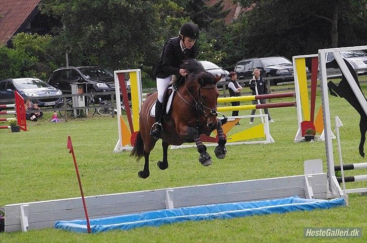 Anden særlig race Pilgaards Kiwi - Distriktmesterskab billede 4