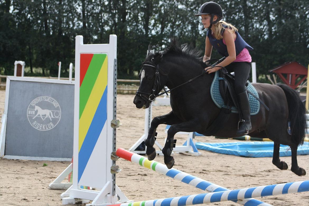 Welsh Pony (sec B) Pandarosa Cloe *SOLGT* - Dygtige lille spring hyp ;) billede 10
