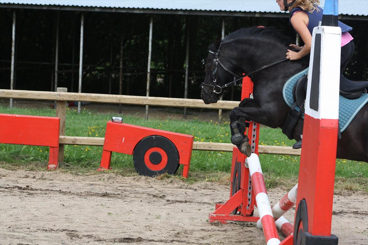 Welsh Pony (sec B) Pandarosa Cloe *SOLGT* - hop billede 12