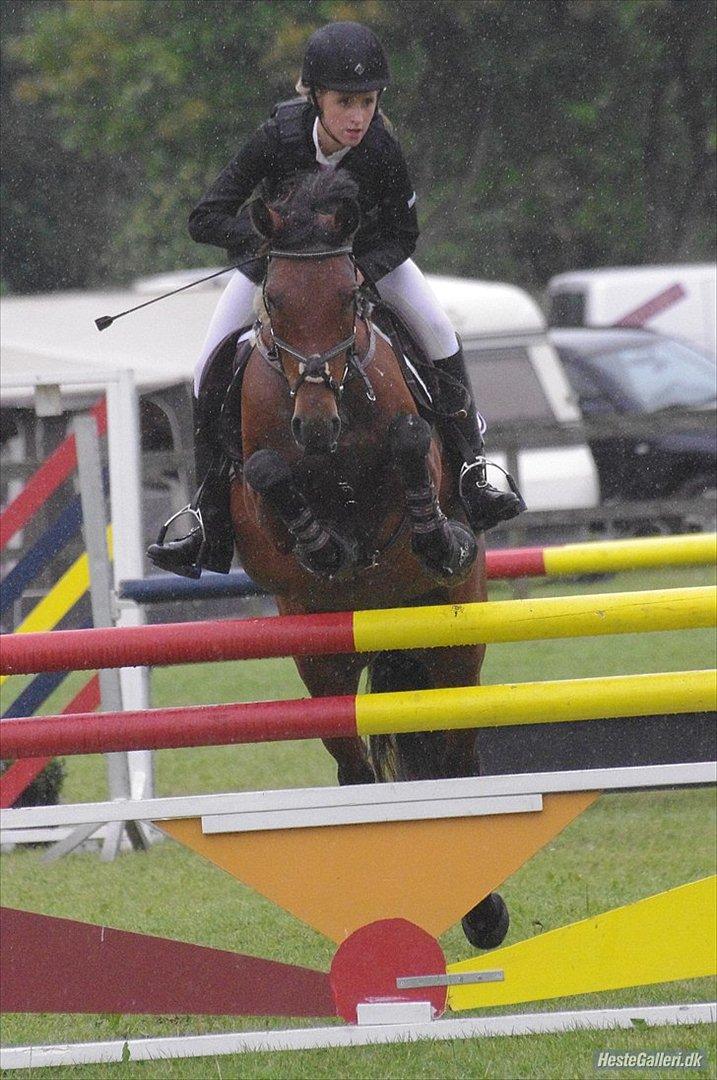 Anden særlig race Pilgaards Kiwi billede 17