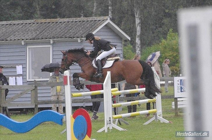 Anden særlig race Pilgaards Kiwi - Distriktmesterskab billede 18