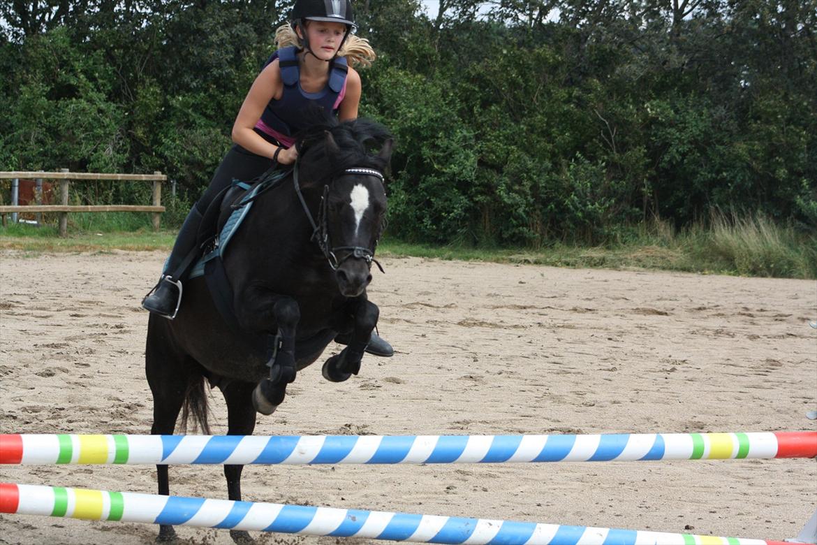 Welsh Pony (sec B) Pandarosa Cloe *SOLGT* - :) billede 13