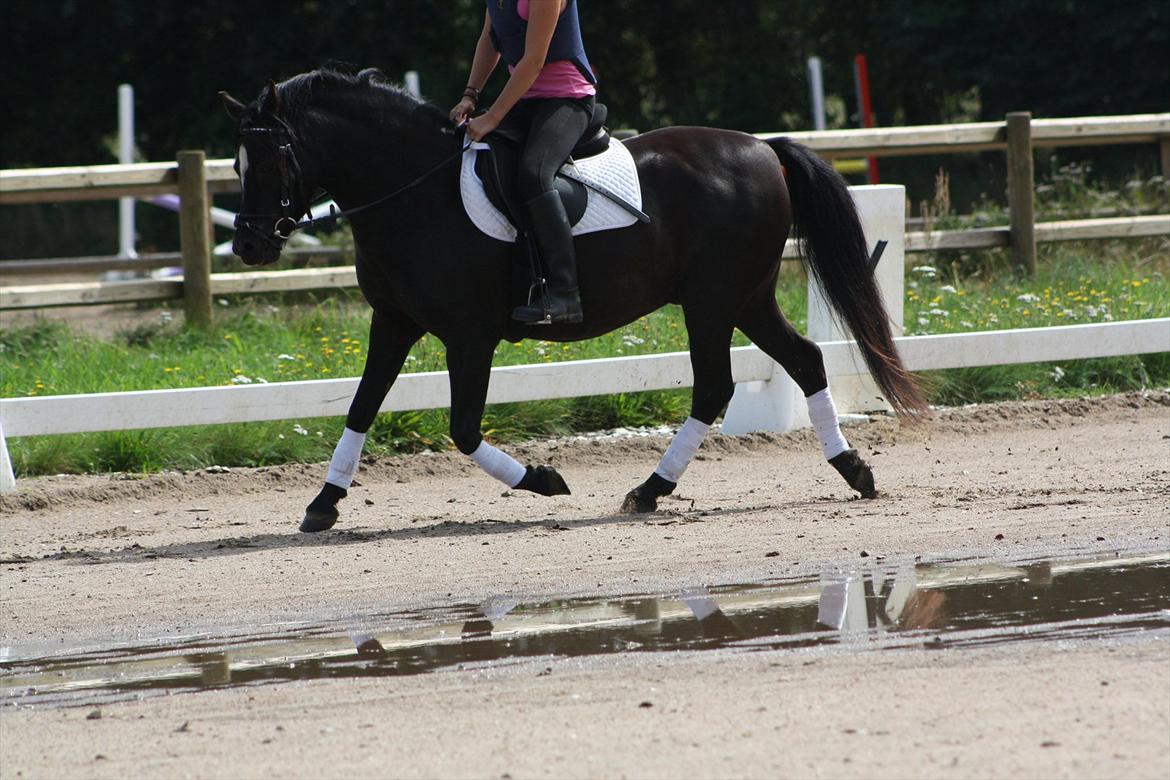 Welsh Pony (sec B) Pandarosa Cloe *SOLGT* billede 14