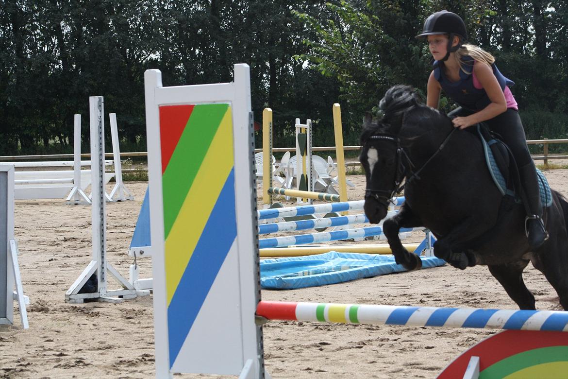 Welsh Pony (sec B) Pandarosa Cloe *SOLGT* billede 15
