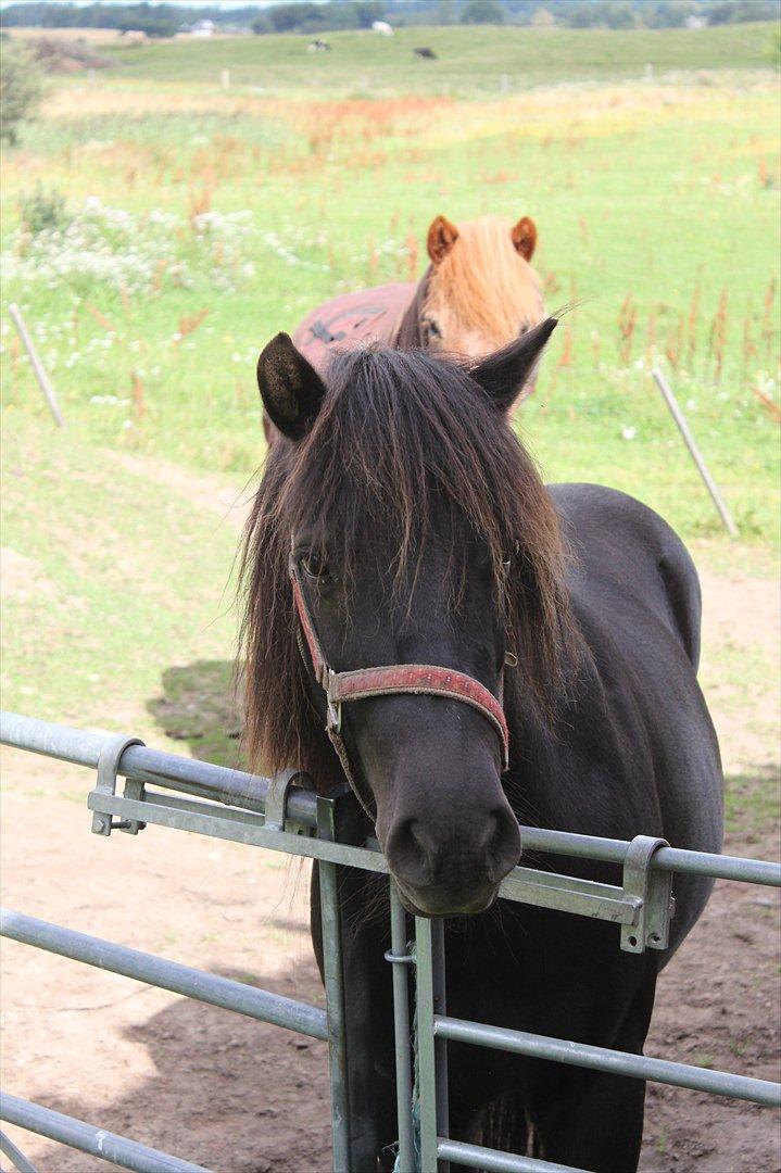 Anden særlig race Jolly - Sidste gang jeg nogensinde så Jolly <3 billede 24
