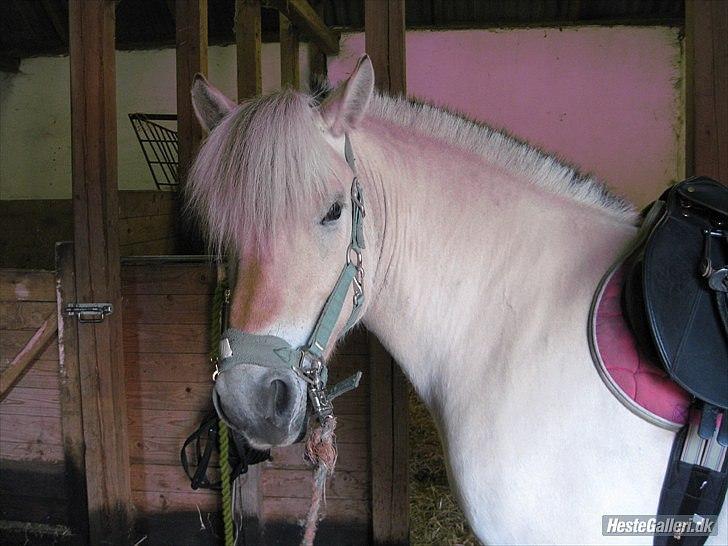 Fjordhest Fenja "Tidl låne pony" billede 7