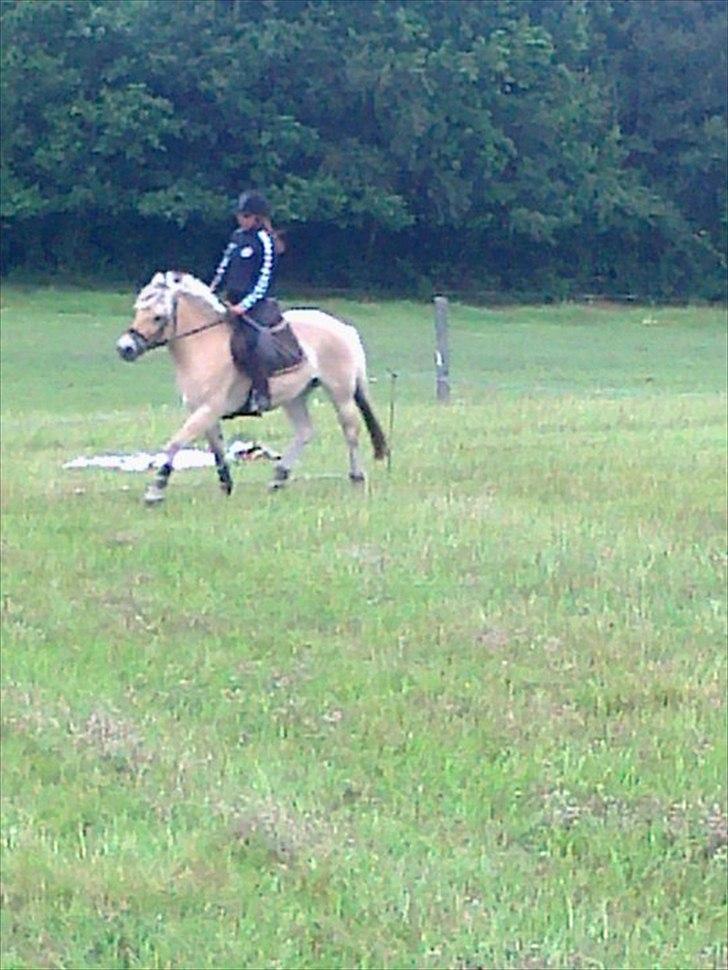 Fjordhest Fenja "Tidl låne pony" - Da jeg var nede og prøve Fenja Mus!! det var bare så hyggeligt!  billede 8
