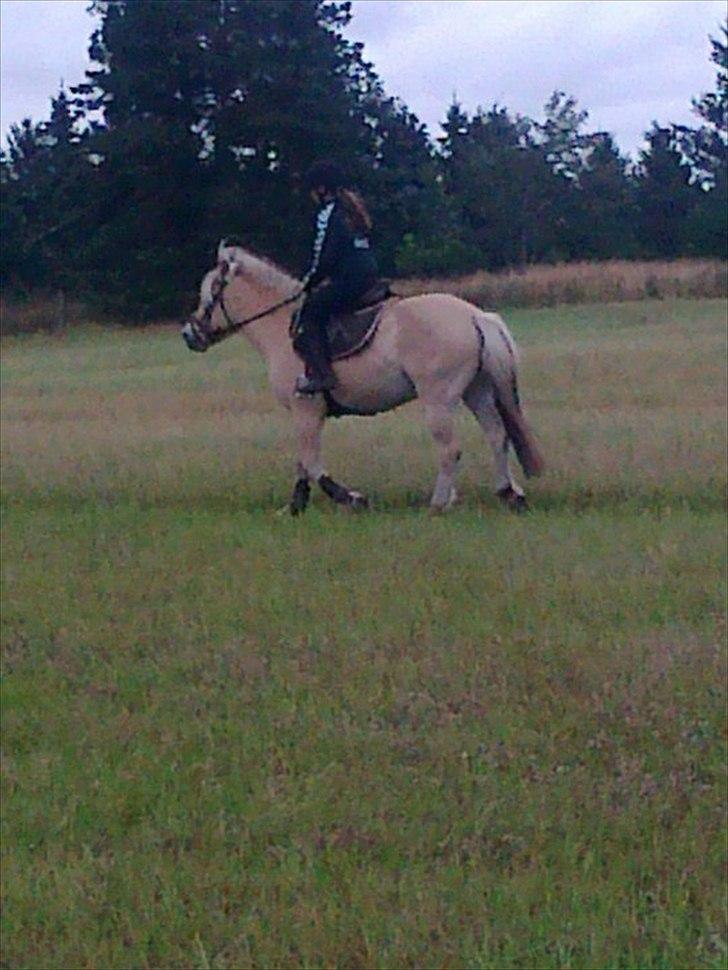 Fjordhest Fenja "Tidl låne pony" - Da jeg var nede og prøve Fenja Mus!! det var bare så hyggeligt!  billede 9