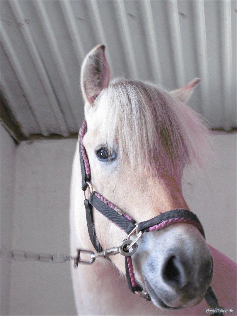 Fjordhest Fenja "Tidl låne pony" - Min lille Fenja pige! elsker diig!!<3  billede 3