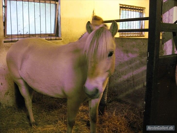 Fjordhest Fenja "Tidl låne pony" billede 4