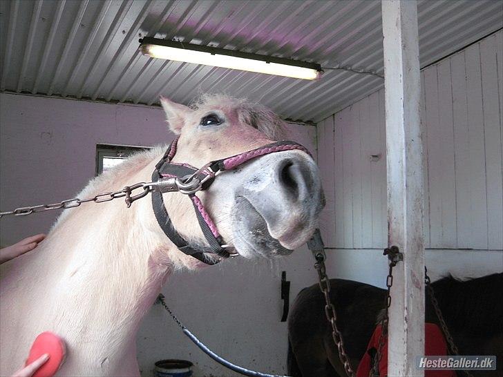 Fjordhest Fenja "Tidl låne pony" billede 2